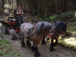 Enviromentally Friendly Low Carbon Timber Harvesting 